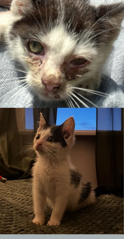 piesleszek - uratowałem cicie, tera mam dwie 

@vvn81 @thetompork @paula_pila @uziel ...