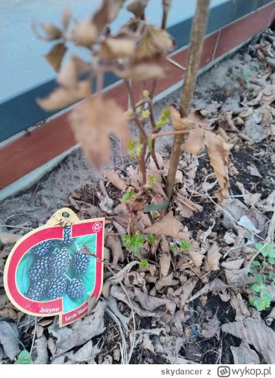 skydancer - Posadziłem te jeżyny we wrześniu ubiegłego roku. Widać, że teraz pojawiaj...