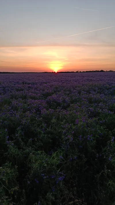 KrzysztofWu - Dobranoc słoneczko (｡◕‿‿◕｡)

#natura #fotografiamobilna #spierdotrip #z...