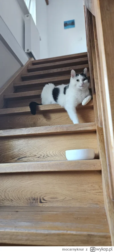mocarnyknur - @The_DiceMan co prawie mój kot robi u Ciebie?