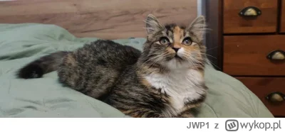 JWP1 - Mała Tosia pozdrawia :)
#koty #pokazkota