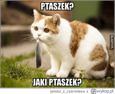 januszzczarnolasu - @europa: Koty to zabójcy ptaków. Każdego roku widzę ślady (najczę...