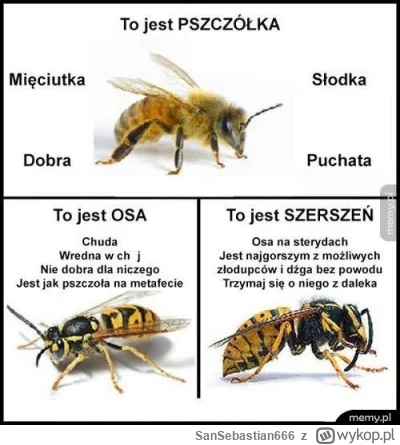 SanSebastian666 - Zawsze mnie ten mem rozwala, pszczoła jest opisana jak kicuś jakiś ...