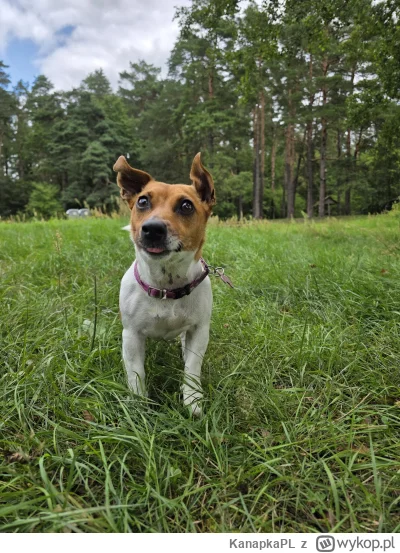 KanapkaPL - @simpiara