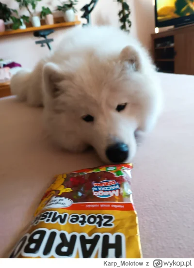 Karp_Molotow - Lis mi o żelki żebrze ʕ•ᴥ•ʔ #zwierzaczki #pokazpsa #psy