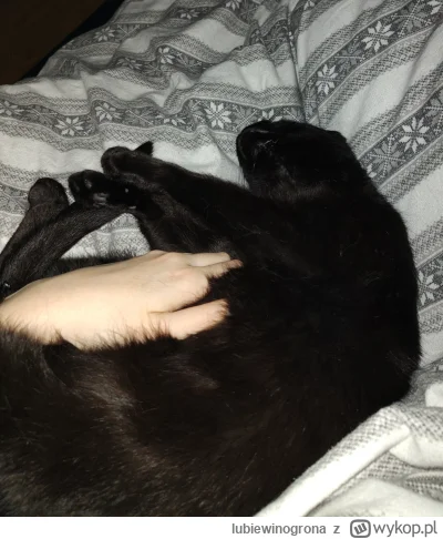 lubiewinogrona - ale grzeje :3 #koty #kitku #spanko #pokazkota
