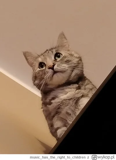 musichastherightto_children - A kto to wyrósł taki duży i puszysty? (｡◕‿‿◕｡)

#pokazd...