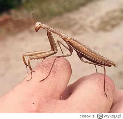 clorox - Taki słodki zwierzaczek na ręku mi wylądował. 
Łomianki pod Warszawą.
#smies...