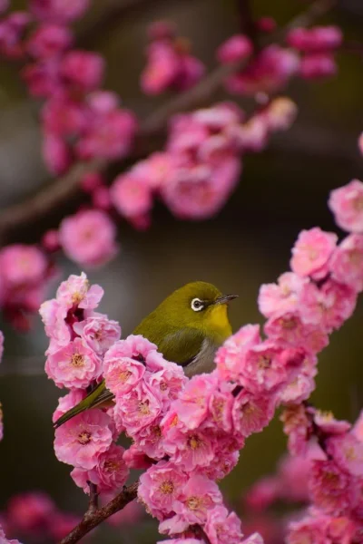 Vender - @frutson:  @Iskaryota: dzięki wielkie! A co do kwiatów to tak, to sakura, je...