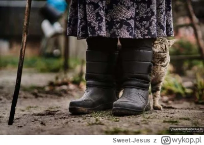 Sweet-Jesus - Znajdź koty w Czarnobylu a dotrzesz do samosioła. To tam stała, niezmie...