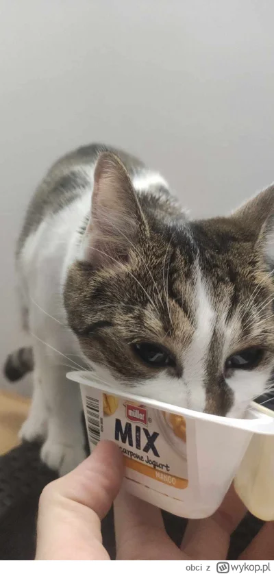 obci - Jaki dobry jogurt (｡◕‿‿◕｡) kot jakby w jakimś transie #pokazkota