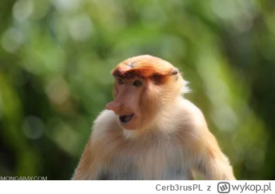 Cerb3rusPL - #konkursnanajbardziejgownianymemznosaczem 

Gdy stary poszedł do roboty,...