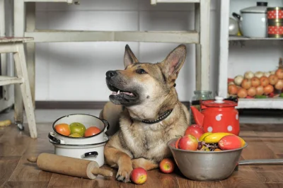 pogop - Macie może jakieś gotowe przepisy na samemu gotowane jedzenie dla psa? W Inte...
