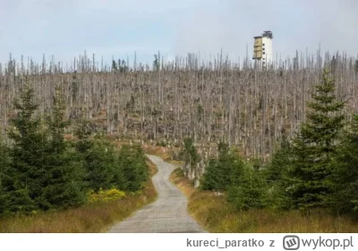 kureci_paratko - Niestety, ale w sprawie lasów temat korników trochę ucichł, a dalej ...