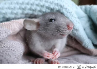 jmateuszj - #gielda #meczennicyxtb #xtb Dzień dobry, dziś szczur budzi się w trochę l...