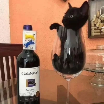 wybryk_natury - czarny kot
#zlodziejskiewybryki