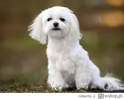 robertx - Freddie Kamionka nam gola strzelił xDDD

#mecz