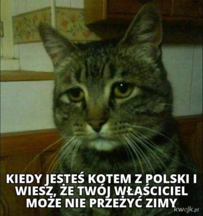 h.....a - #koty #heheszki #humorobrazkowy