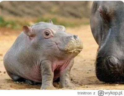 trinitron - @francuskie: