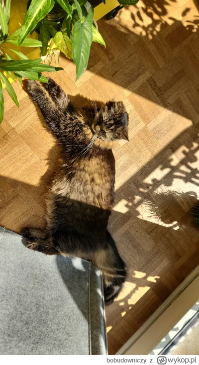 bobudowniczy - @vica-vici również pozdrawiam