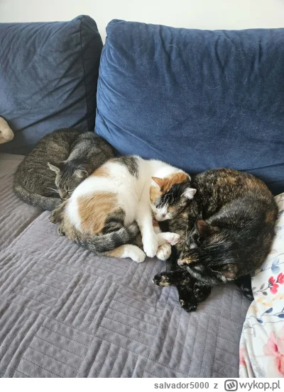 salvador5000 - #pokazkota #koty Się ululały razem. Zula, Coco i Hera.