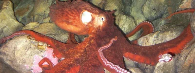 Apaturia - Największa ośmiornica. Za największą ośmiornicę na świecie uważa się obecn...