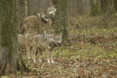 -oo- - Czy ktoś był na "nocnym tropieniu" wilków i innych zwierząt w Białowieży i móg...