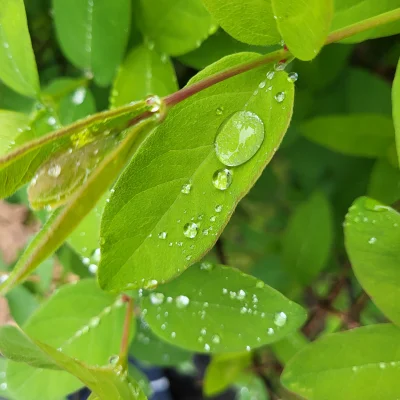 Chlopakizdzialeczek - Kropelki wody na liściach jagody kamczackiej wyglądają majestat...