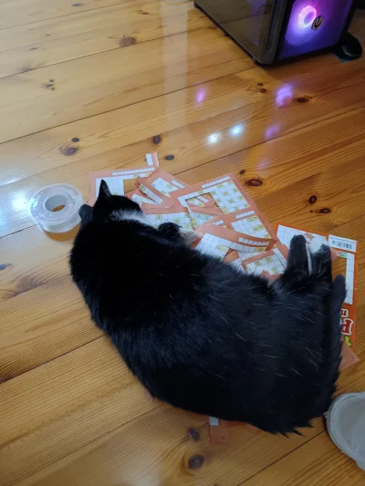 Arbuzlele - Mój kot właśnie pomaga mi spakować #wykopaka ( ͡º ͜ʖ͡º)
#koty