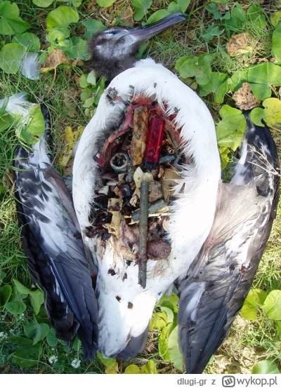 dlugi-gr - Niektóre gatunki ptaków jedzą plastikowe nakrętki myląc je z nasionami dla...