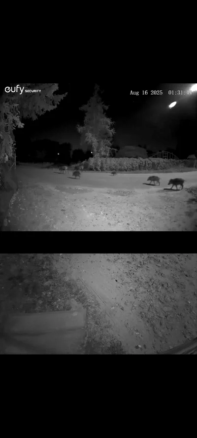 QoTheGreat - populacja loszek na wsi zwieksza się