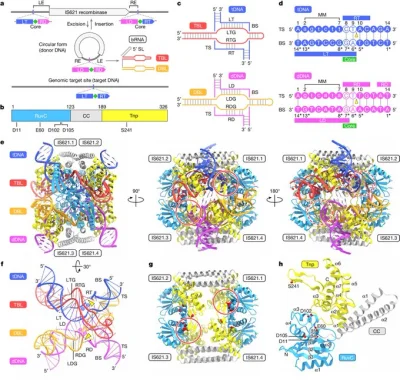 Niesondzem - #biotechnologia #crispr #genetyka #biologia