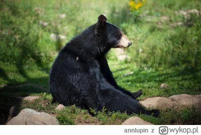 annlupin - @wfyokyga: nom