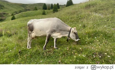 zolgar - @wfyokyga: no część