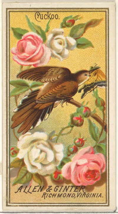 Loskamilos1 - Pierwsza z serii kart "Ptaszki Ameryki" wydawanych w XIX wieku. Kukułka...