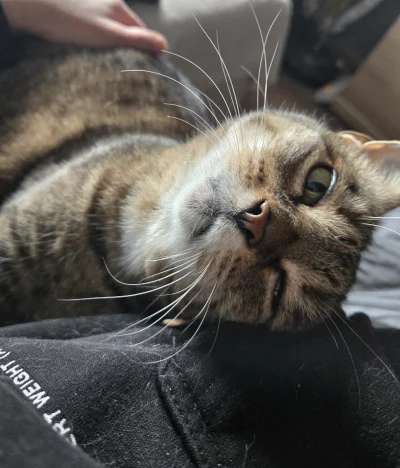 Solsith - @Kantorwymianymysliiwrazen: Buła nie lubi aparatu ¯\(ツ)/¯