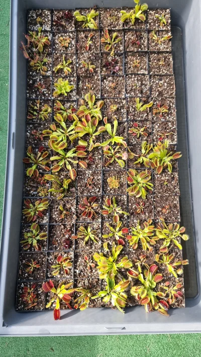 SeveranRO - @SeveranRO