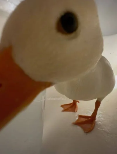 schnippen_schnappen - @m8o7: (╭☞σ ͜ʖσ)╭☞