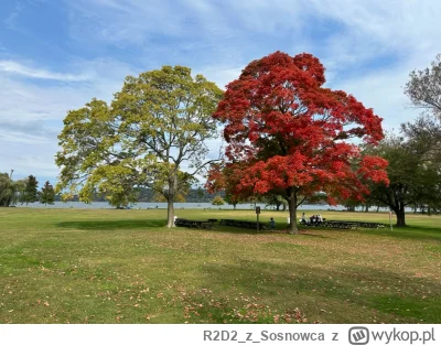 R2D2zSosnowca - @R2D2zSosnowca ogólnie kolorystyka jesieni od zawsze wprawiała mnie w...