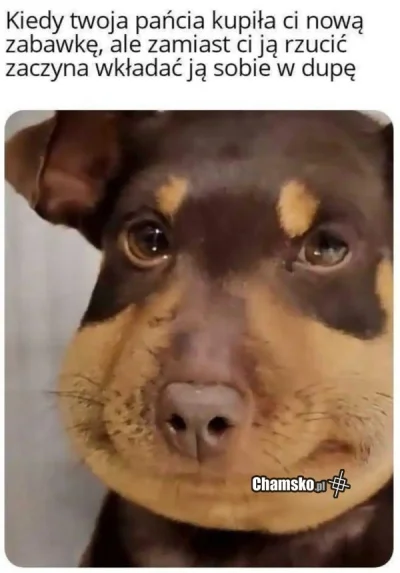 Sonny86 - #heheszki #humorobrazkowy #p0lka #dogpill