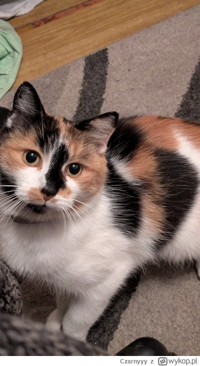 Czarnyyy - @wybryk_natury: