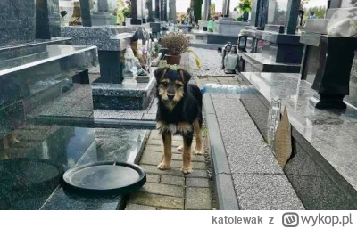 katolewak - Psiarze nie zawiedli 1 listopada. Wzięli psórki i psynków na cmentarz. Co...