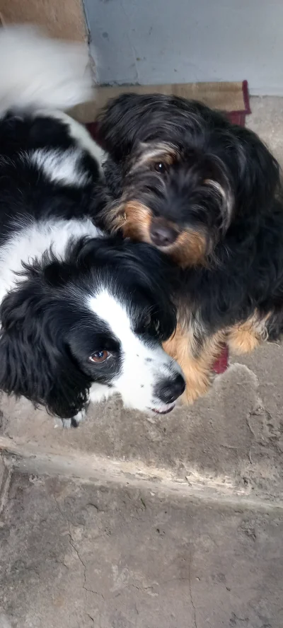 dos_badass - Pół roczku dzisiej mi stuknęło!
#pokazpsa #smiesznypiesek #psy