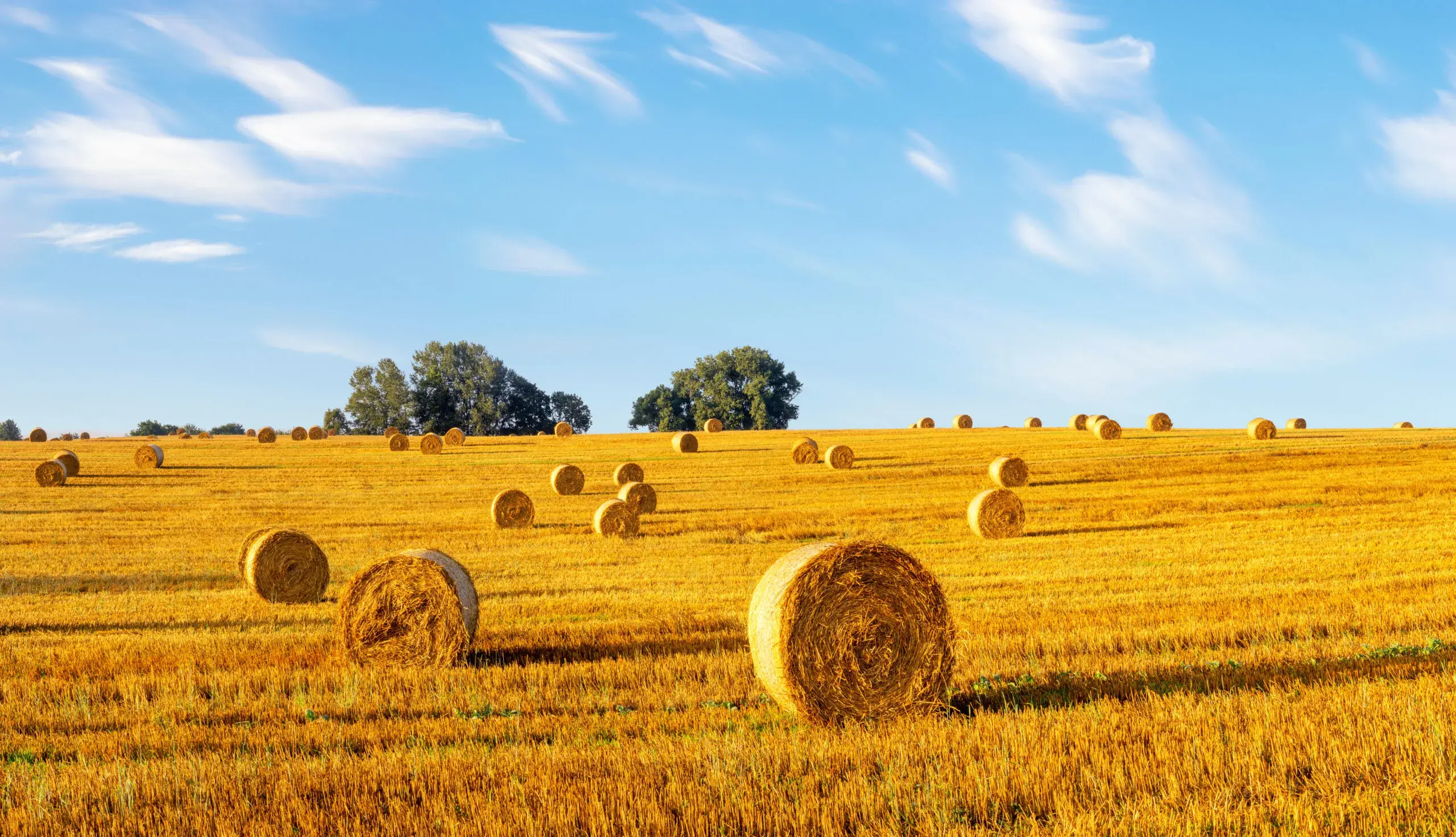 OnKujajor91 - Piękny to był strim. Wrócił do swoich korzeni - rustykalny, sielski kli...