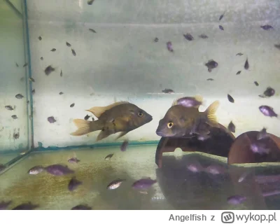 Angelfish - Materiał informacyjny  na YT 

https://www.youtube.com/watch?v=VQ4keJY8xu...
