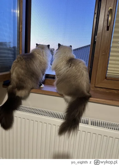 yo_eighth - #koty #pokazkota #wykopragdollclub Dupki kotków.