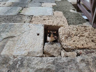 Kotouak - Grecki kot strażniczy
#koteczkizprzypadku