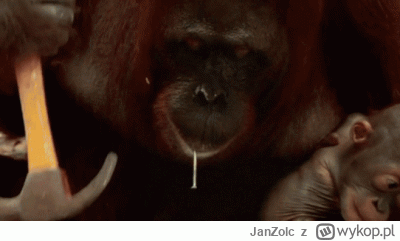 JanZolc - #famemma 20 tysięcy ludzi ogląda, jak Zwyrol szuka czegoś w internecie.