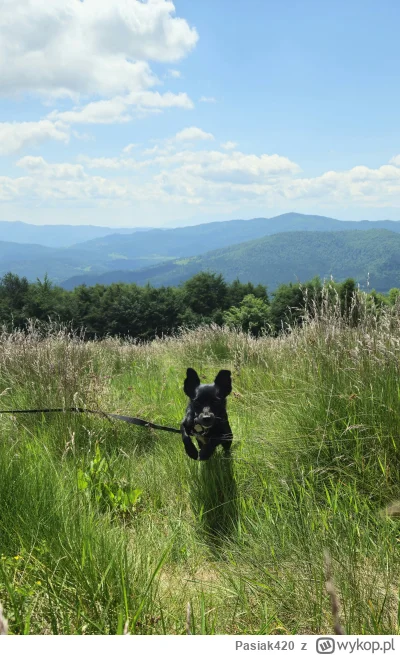Pasiak420 - #pokazpsa #beskidy