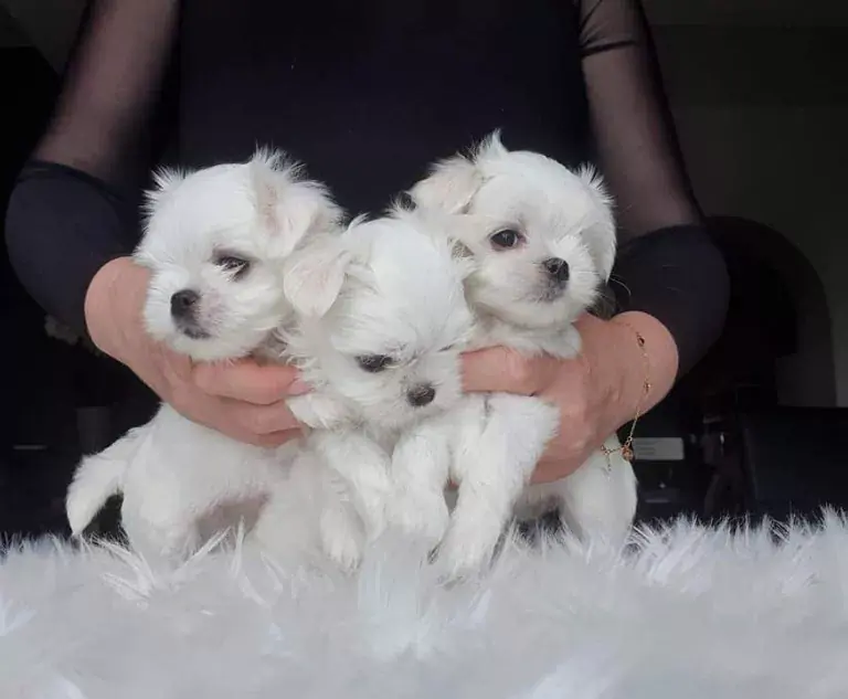 Wayner - #mecz #psiarze maltańczyki zaatakowały polaków ( ͡º ͜ʖ͡º)